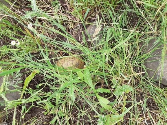 Testudo graeca  photographed by דקל שגב 