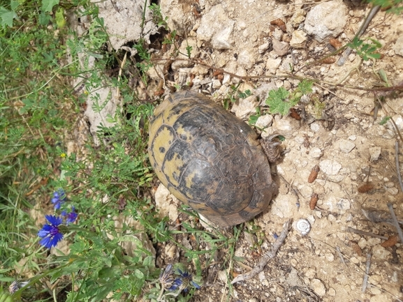 Testudo graeca  photographed by אלי סלייפצביץ 