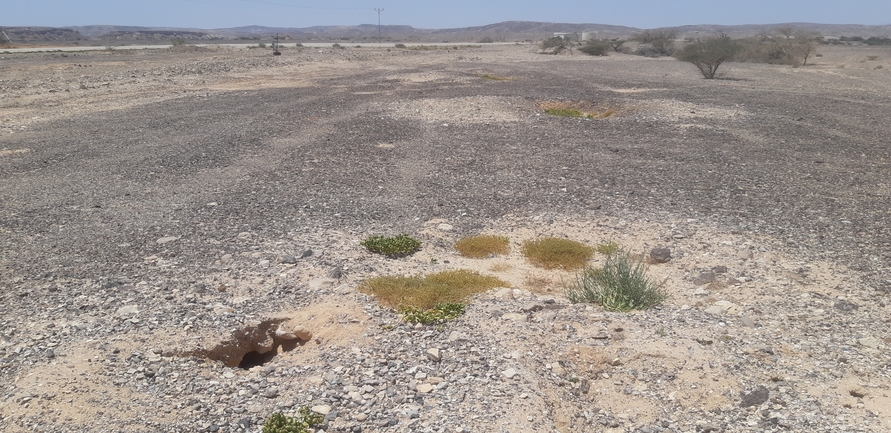 Dabb Lizard  photographed by אברהם לינקולן 