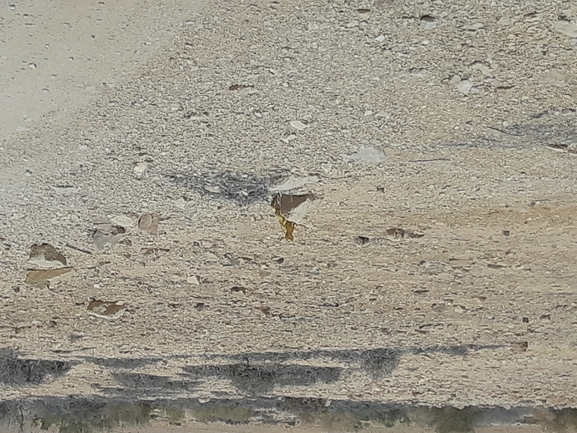 Dabb Lizard  photographed by גיל עברון 