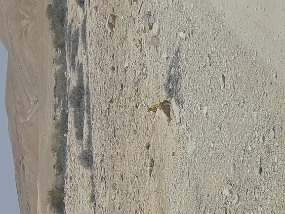 Dabb Lizard  photographed by גיל עברון 