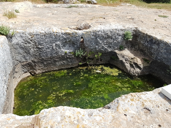 Hyla savignyi (Hyla arborea)  photographed by לירון גורן 