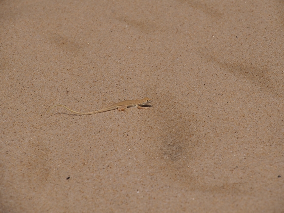 Acanthodactylus aegiptius  photographed by michal shemesh 