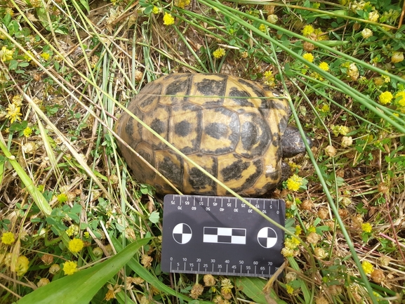 Testudo graeca  photographed by סיון מרדוק 