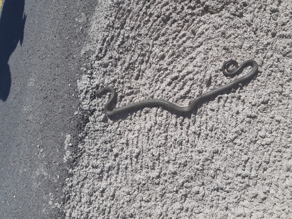 Dolichophis jugularis  photographed by יריב פררו 