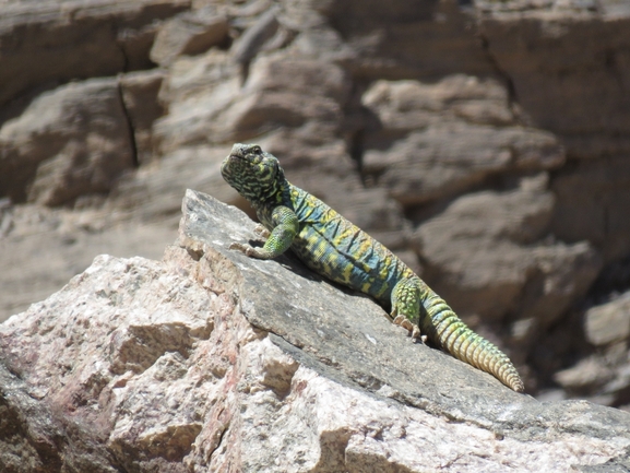 Uromastyx ornata  צולם על ידי עומרי עומסי 