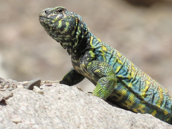 Uromastyx ornata  צולם על ידי עומרי עומסי 