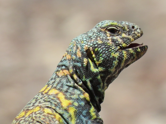 Uromastyx ornata  צולם על ידי עומרי עומסי 