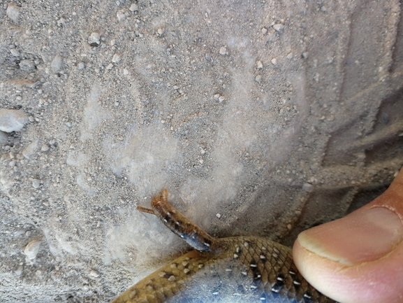 Chalcides ocellatus  photographed by בעז שחם 