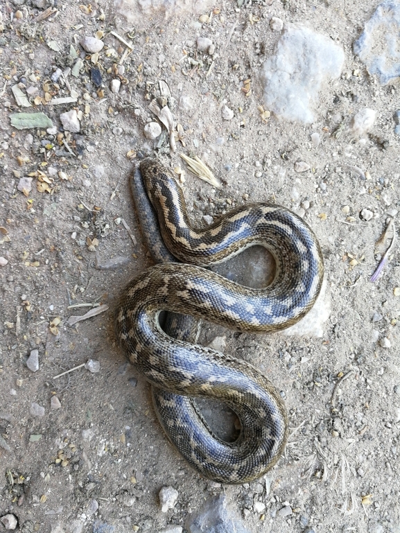 חנק משריץ  צולם על ידי בעז שחם 