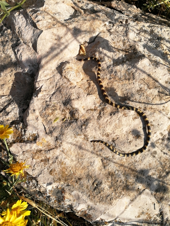 Micrelaps muelleri  photographed by בעז שחם 