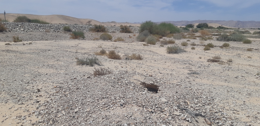 Dabb Lizard  photographed by אברהם לינקולן 