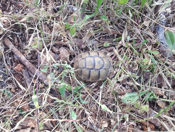 Testudo graeca  photographed by אבישי בראון 