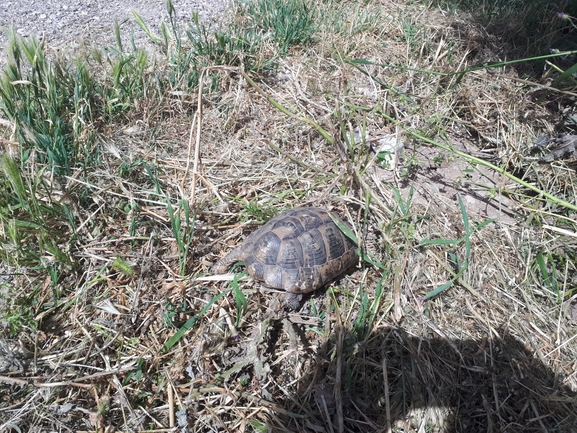 Testudo graeca  photographed by אבישי בראון 