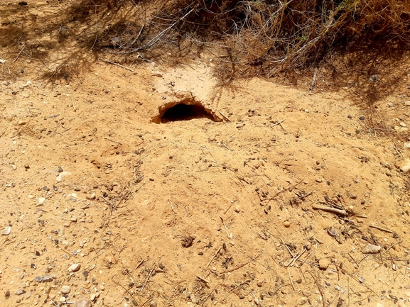 Uromastyx aegyptia  צולם על ידי דורון ניסים 