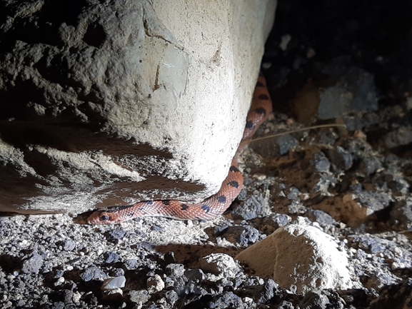 Lytorhynchus diadema  photographed by ידידיה שמואל 