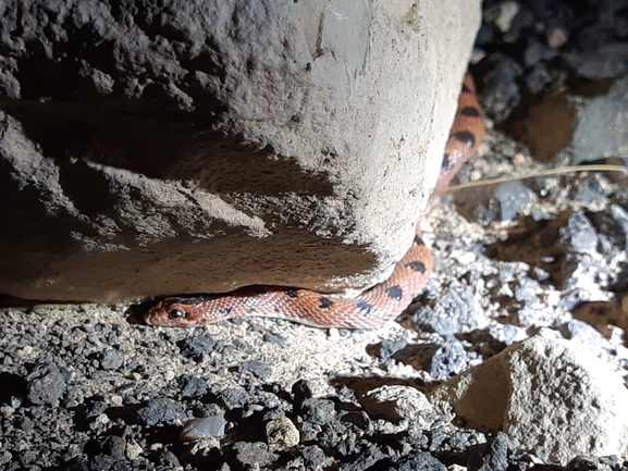 Lytorhynchus diadema  photographed by ידידיה שמואל 