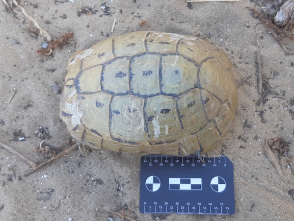 Testudo graeca  photographed by סיון מרדוק 