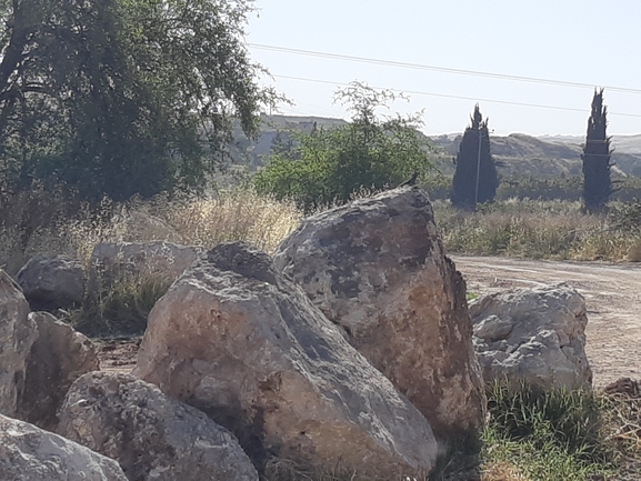 חרדון מצוי  צולם על ידי דניאל די-צ'זרה 