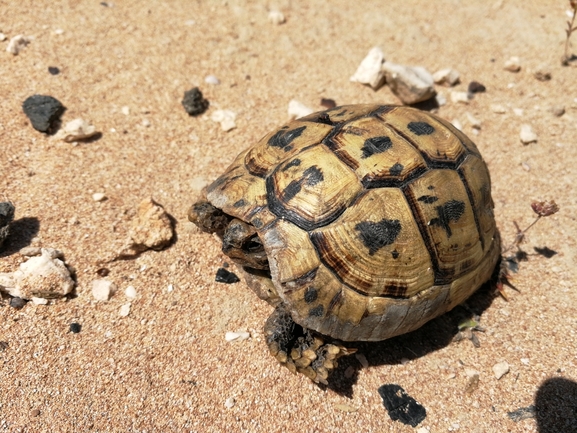 Testudo graeca  photographed by בעז שחם 