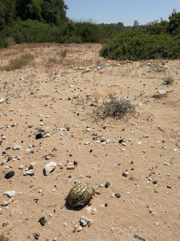 Testudo graeca  photographed by בעז שחם 