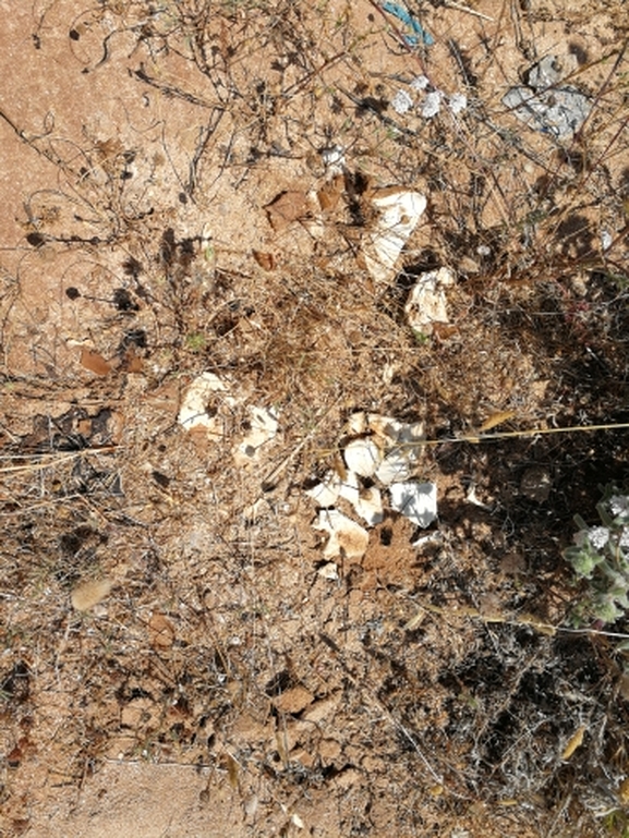 Testudo graeca  photographed by בעז שחם 