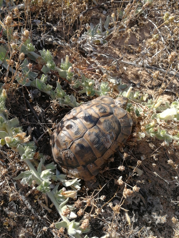 Testudo graeca  photographed by בעז שחם 