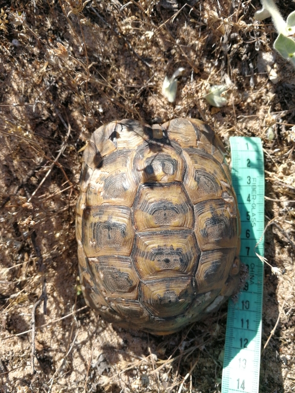 Testudo graeca  photographed by בעז שחם 