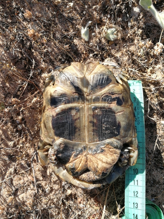 Testudo graeca  photographed by בעז שחם 