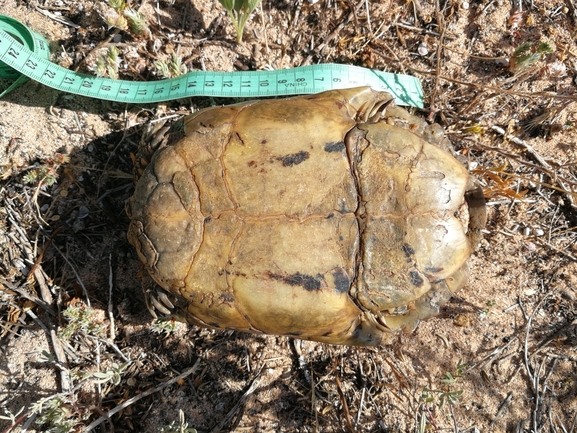 Testudo graeca  photographed by בעז שחם 