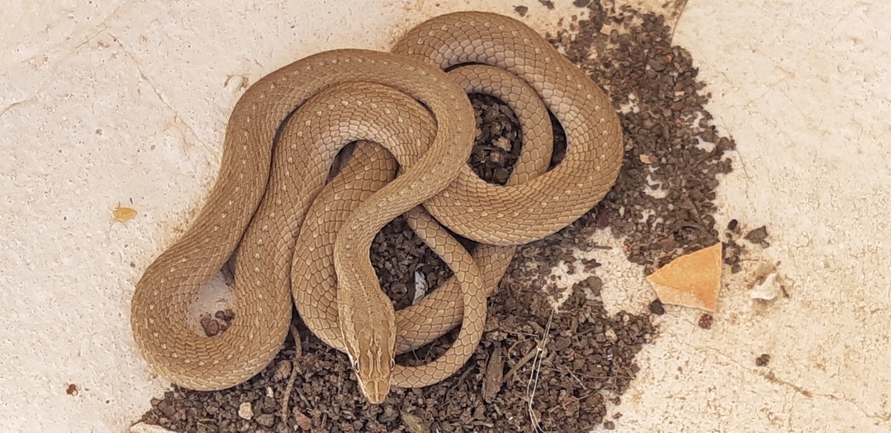 Psammophis schokari  photographed by אליעזר גלבר 