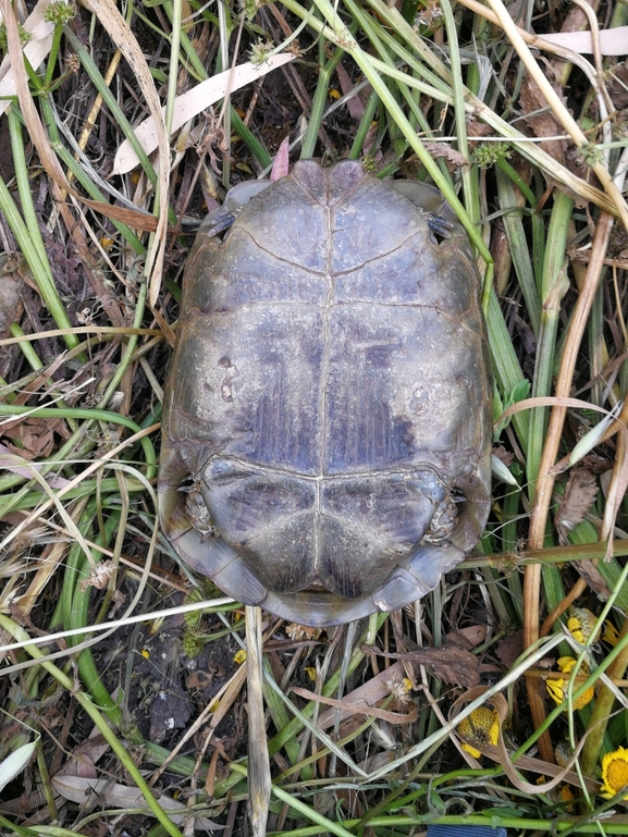 Testudo graeca  photographed by בעז שחם 