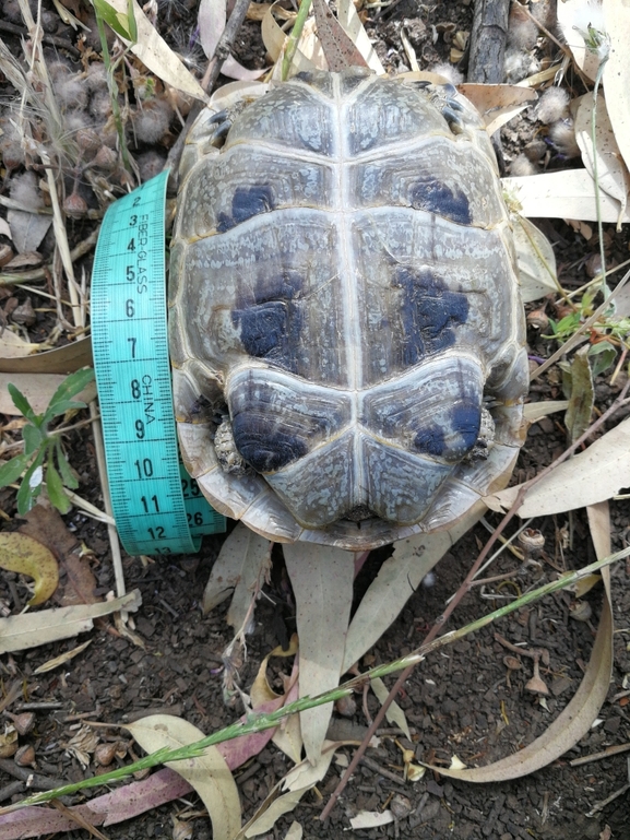 Testudo graeca  photographed by בעז שחם 