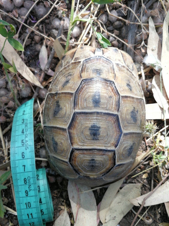 Testudo graeca  photographed by בעז שחם 