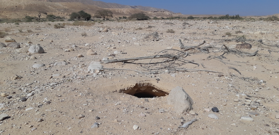 Dabb Lizard  photographed by אברהם לינקולן 