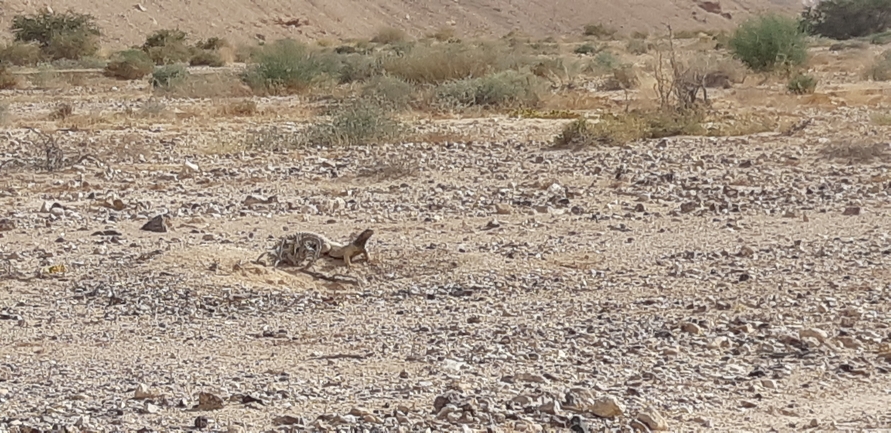 Uromastyx aegyptia  צולם על ידי אברהם לינקולן 