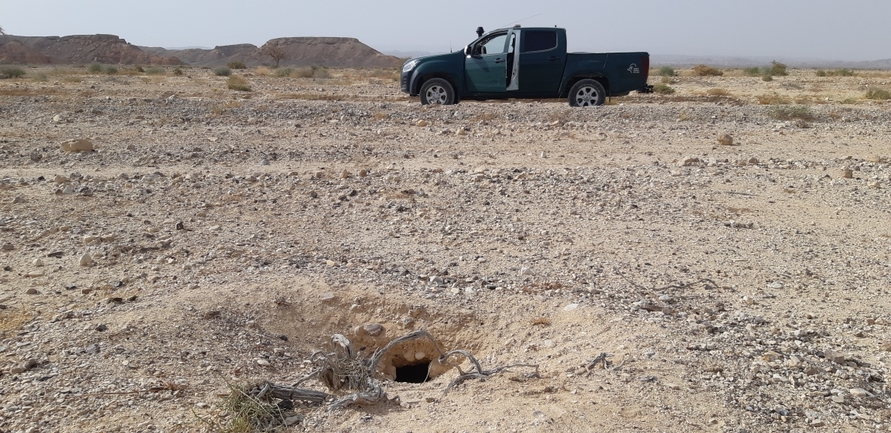 Dabb Lizard  photographed by אברהם לינקולן 