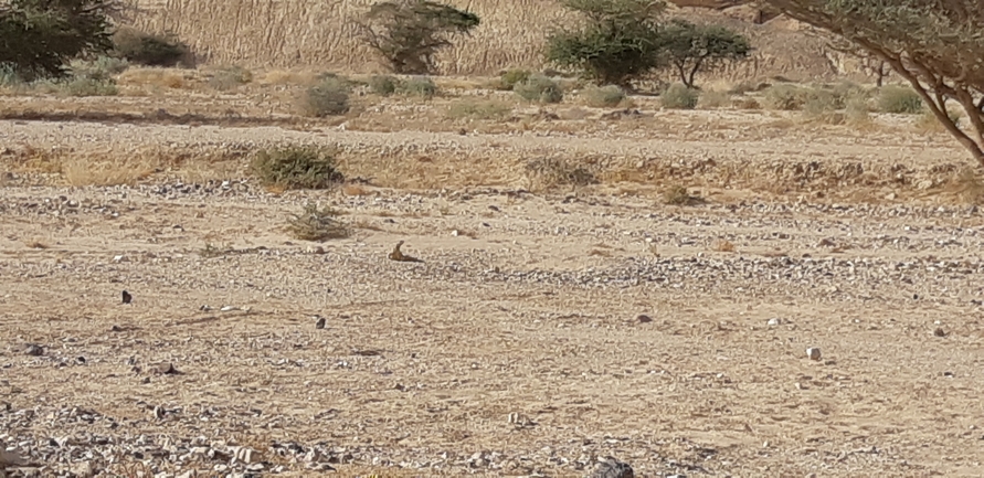 Dabb Lizard  photographed by אברהם לינקולן 