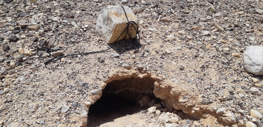 Dabb Lizard  photographed by אברהם לינקולן 