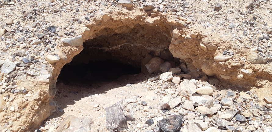 Dabb Lizard  photographed by אברהם לינקולן 