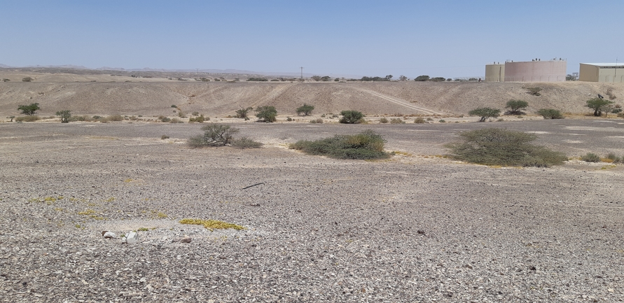 Dabb Lizard  photographed by לינקולן אברהם 