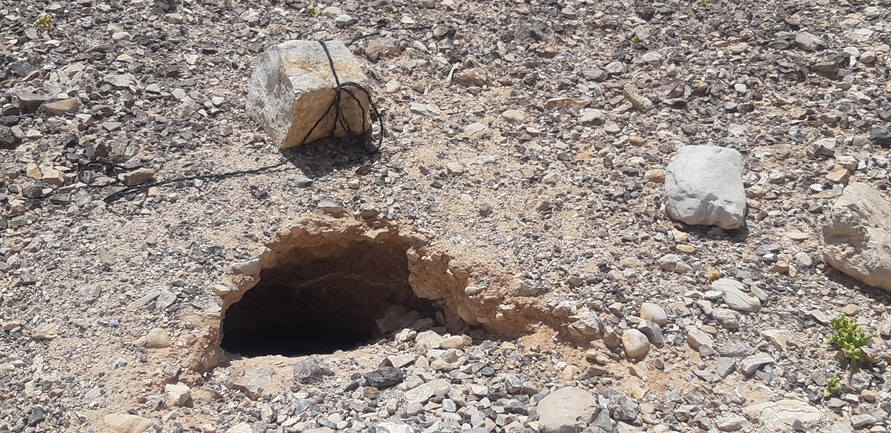 Dabb Lizard  photographed by לינקולן אברהם 