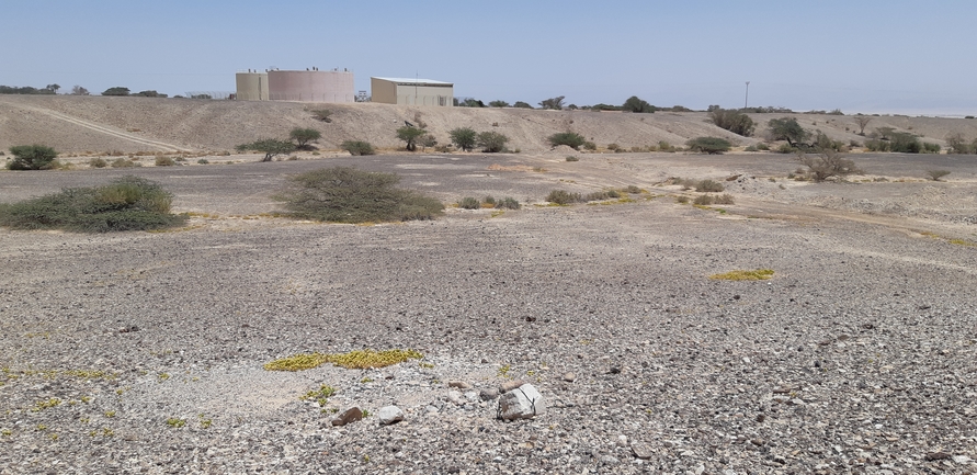 Dabb Lizard  photographed by לינקולן אברהם 