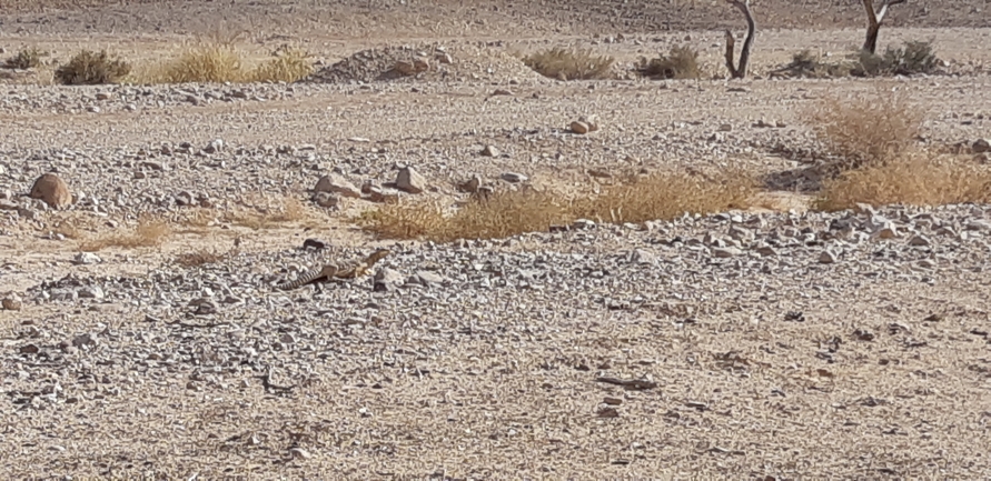 Dabb Lizard  photographed by אברהם לינקולן 