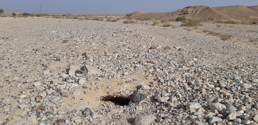 Dabb Lizard  photographed by אברהם לינקולן 