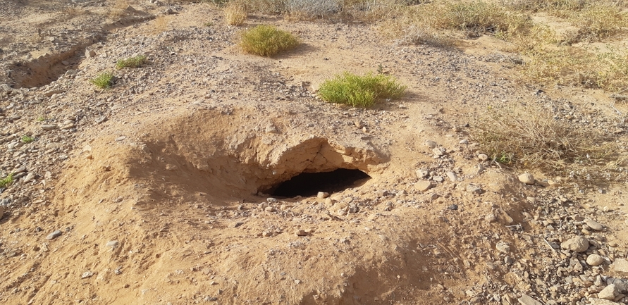 Uromastyx aegyptia  צולם על ידי אברהם לינקולן 