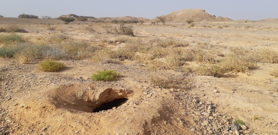 Dabb Lizard  photographed by אברהם לינקולן 