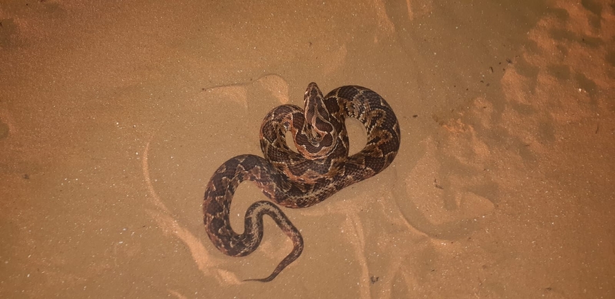 Vipera palaestinae  photographed by סיון מרדוק 