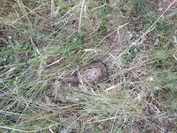 Testudo graeca  photographed by Merav Lebel 