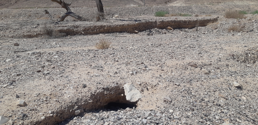 Dabb Lizard  photographed by אברהם לינקולן 